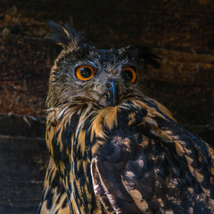 OWL in old barn (public domain)