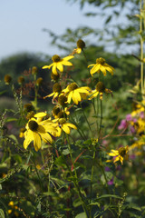 blühender Gelber Sonnenhut, Blumen