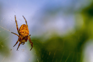 Spider on a green background