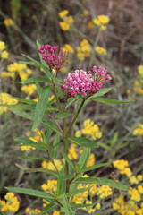 Asclepias syriaca or Milkweed American