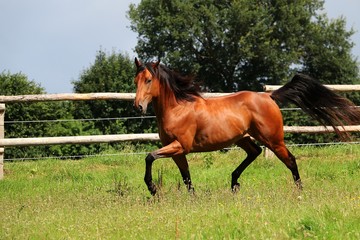 braunes quarter horse in bewegung