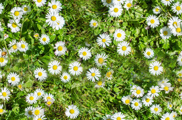daisies on a green meadow seamless