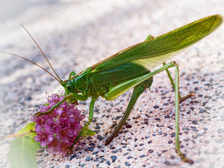 Heuschrecke frißt Blume, Nahaufnahme
