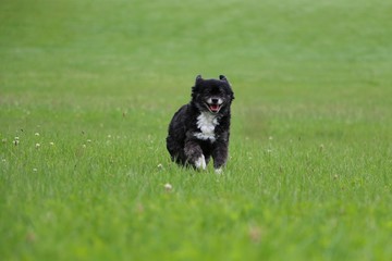 Hund macht Party im Garten