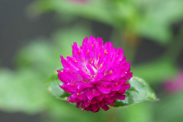 Fototapeta premium 千日紅