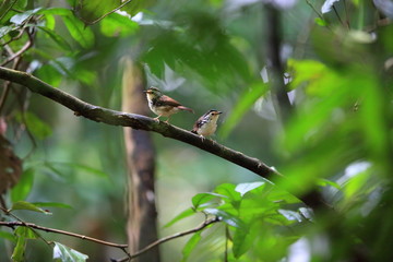 Striped Wren-Babbler (Kenopia striata) in Danum Valley, Sabah, Borneo, Malaysia 
