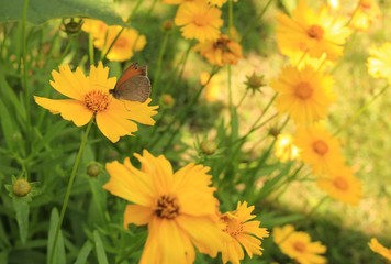 Butterflie on yellow flower © skysha