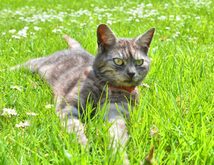 Naklejka na ściany i meble Cat relaxing on the grass