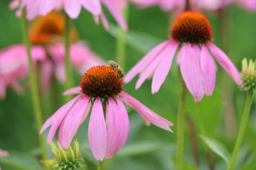 Echinacea