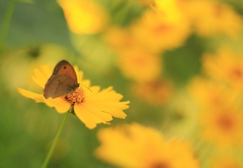 Butterflie on yellow flower © skysha