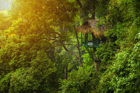 Treehouse for nature retreat amidst abundant trees in Laos.