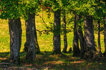 beech forest on a grassy meadow background