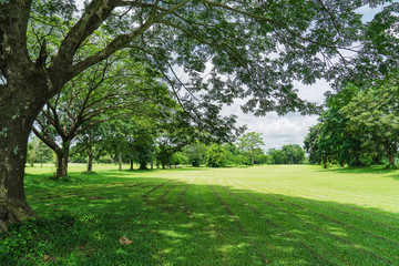 Green trees in beautiful park with blue sky