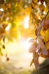 Beautiful autumn background