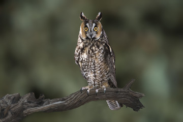 Long-Eared Owl (Asio otus) - Night Hunter, Able to Catch Prey in Almost Total Darkness