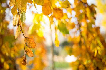 Autumn leaves. Closeup