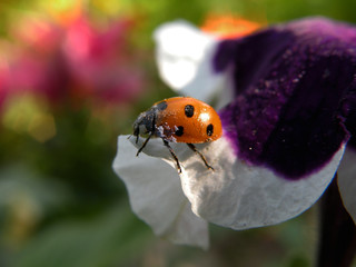 ladybug
