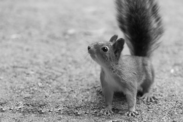 Small forest squirrel on the ground looks aside - black and white