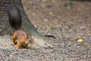Small forest squirrel on the ground near a tree