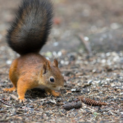 Small forest squirrel on the ground close up