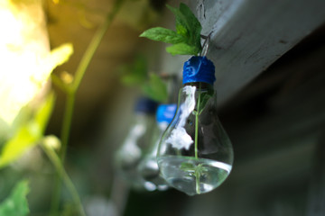Decor of a glass bulb. Plants in a lamp with a blurred background.