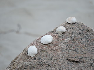 Feng Shui Moment Muscheln auf Stein am Strand der Ostsee