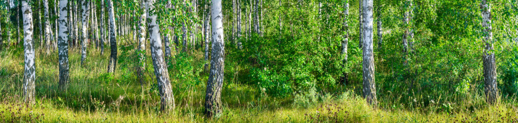 Birch grove on a sunny summer day landscape banner, huge panorama