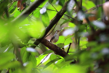 Striped Wren-Babbler (Kenopia striata) in Danum Valley, Sabah, Borneo, Malaysia 