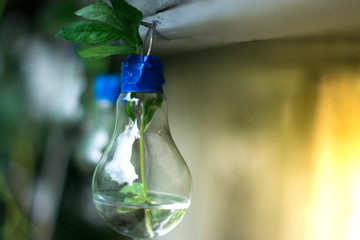 Decor of a glass bulb. Plants in a lamp with a blurred background.