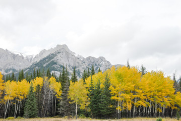 カナディアンロッキー　 秋のボウ・バレー・パークウェイ