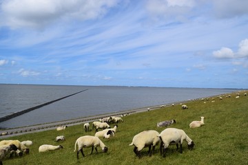 Schafherde am Deich 