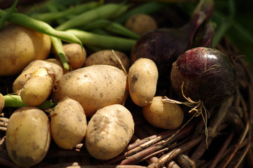 Gem&uuml;seernte im Juli ( Kartoffeln, rote Zwiebeln, gr&uuml;ne Bohnen)