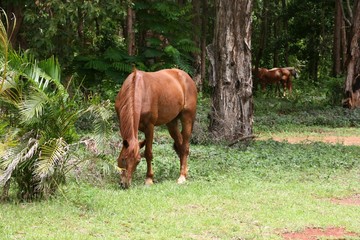 Wildpferd in Bamaga