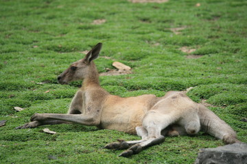 Naklejka na ściany i meble Australisches Kangaroo