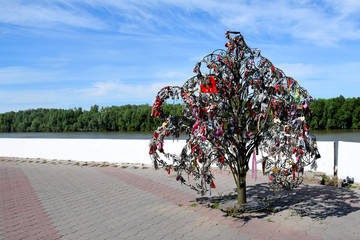 Fototapeta premium Love tree on the Bank of the Irtysh river