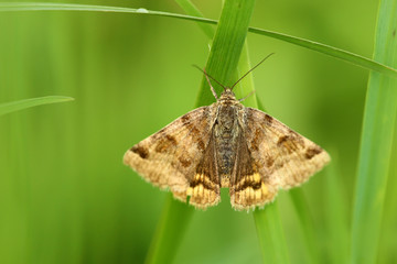 Braune Tageule