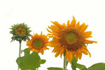 Obraz premium Yellow sunflowers on a white background.