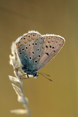 Bläuling