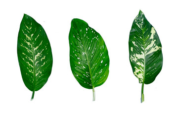 Dumb Cane, Dieffenbachia, Green Leaves Isolated on White Background