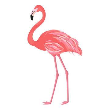 Vector illustration pink flamingo. Exotic bird. Cool flamingo decorative flat design element. Lovely flamingo