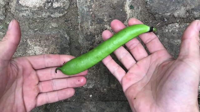 Hands showing around vicia faba which is called horse, fava, broad or faba bean. 