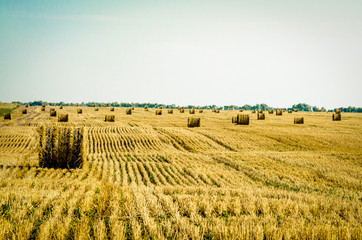 Fototapeta premium Hay in the stacks on the field.