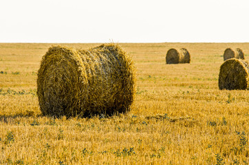 Fototapeta premium Hay in the stacks on the field.