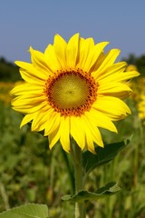 Obraz premium Sunflower II