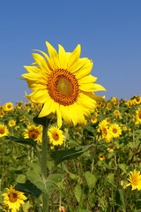 Fototapeta premium Sunflower