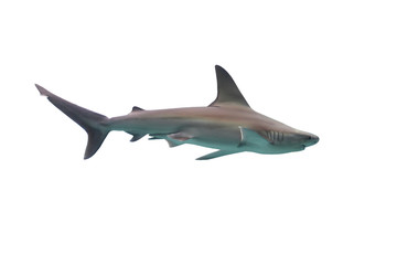 Fototapeta premium Shark isolated on white background