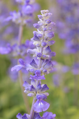 Close up Blue salvia purple flowers blooming in garden under sunlight. Selective focus, natural flower background.
