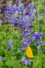 Yellow butterfly on blue salvia purple flowers.