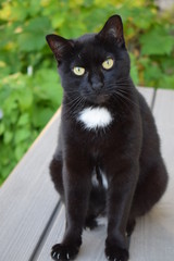 Chat noir mignon