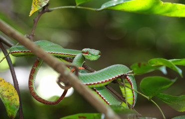 Green snake in forest
